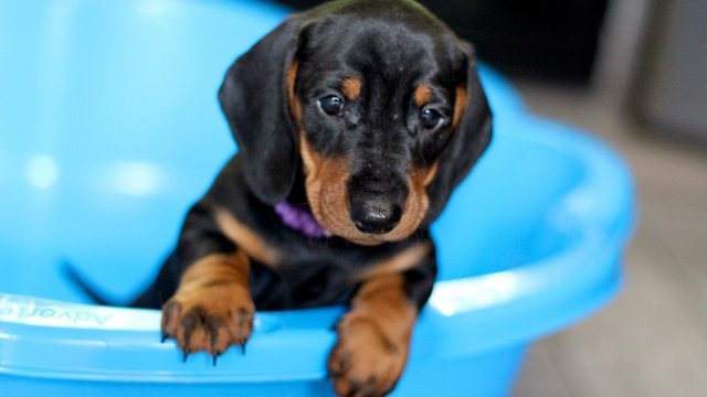 Image 28 of Top Quality Dachshunds 6 Boys