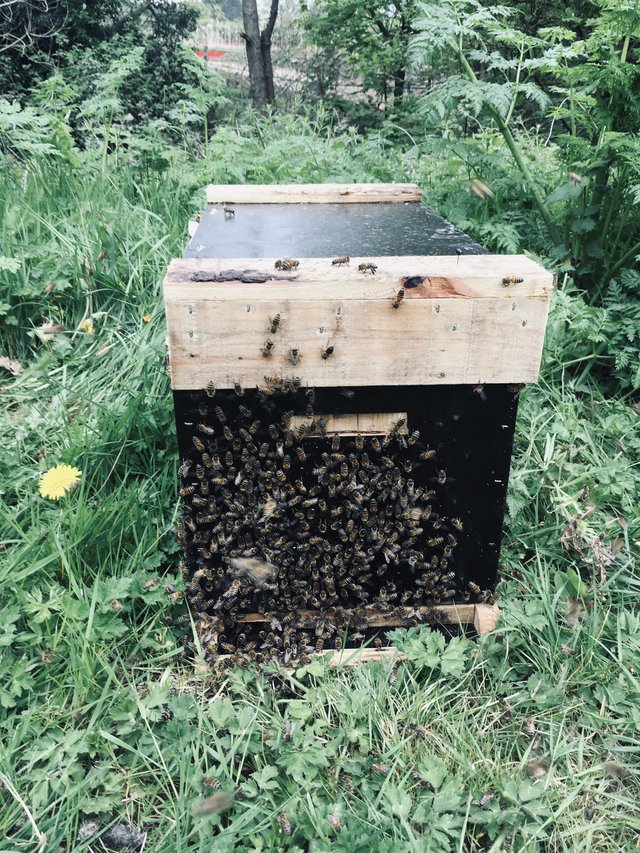 Preview of the first image of Langstroth Spring Bee Nucs 2024.