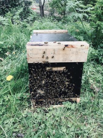 Image 1 of Langstroth Spring Bee Nucs 2024