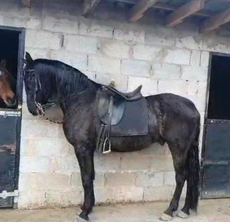 Image 1 of 4 years old Andalusian for sale