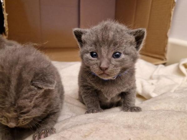 Image 10 of Russian blue Cross kittens