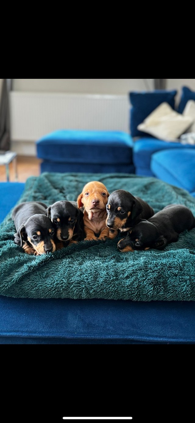 Preview of the first image of Adorable miniature dachshund puppies.