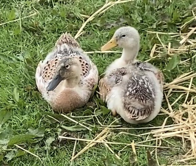 Preview of the first image of Female ducklings off heat living outside.