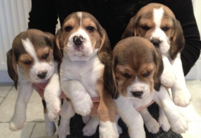 Image 8 of Beautiful kc reg beagle puppies,,back ground of show winners