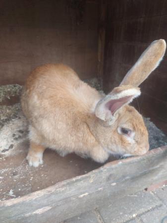 Image 4 of 7 MONTH CONTINENTAL GIANT RABBIT