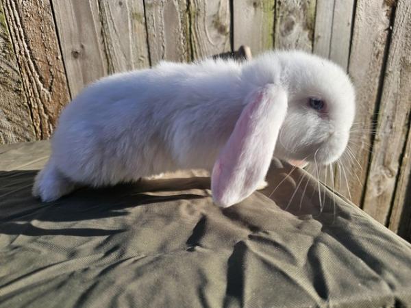 Image 3 of Blue Eyed Giant Lop Baby Boy