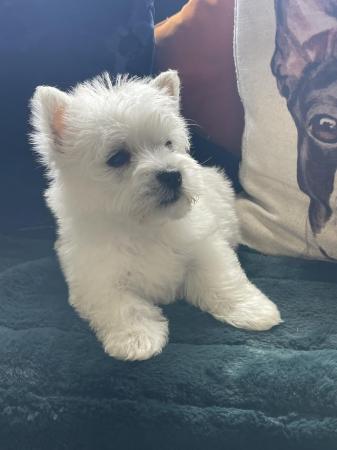 Image 10 of Ready NOW West highland white terrier KC reg