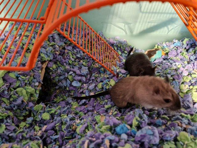 Preview of the first image of 2x female gerbils with enclosure.