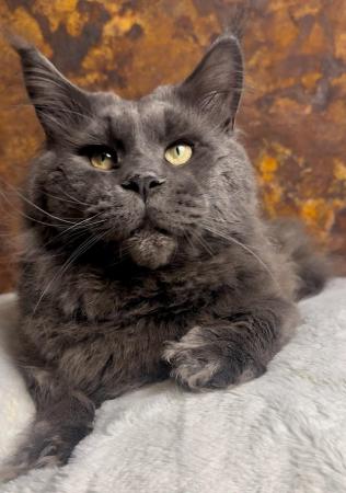 Image 5 of GCCF/ TICA proven blue Maine Coon stud. London