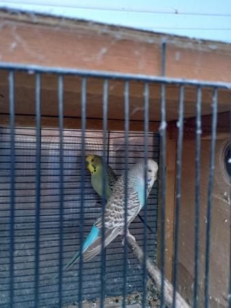 Image 4 of pair of budgies ..................