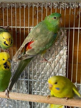 Image 4 of Red rump parakeets now available pairs and males