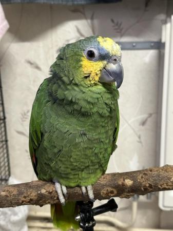 Image 2 of Beautiful Orange Winged Amazon Parrot tame with cage