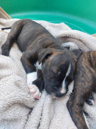 Image 13 of Beautiful Staffordshire bull terriers puppys