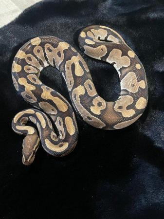 Image 6 of Ball pythons for sale adults and subs