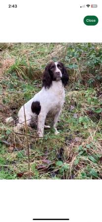 Image 4 of Ready now 4 left!  Springer spaniel puppies