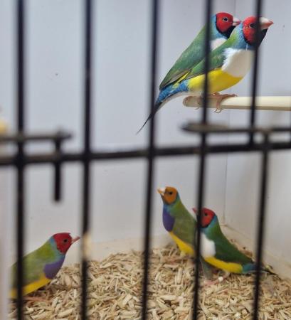 Image 3 of pairs of gouldian finches available
