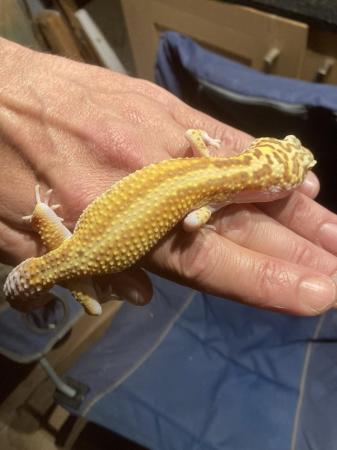 Image 2 of Leopard gecko, male/females