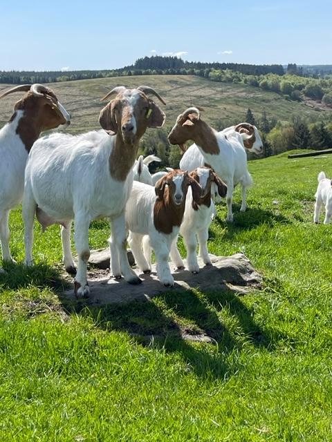 Preview of the first image of Pure Boer Goats for sale.