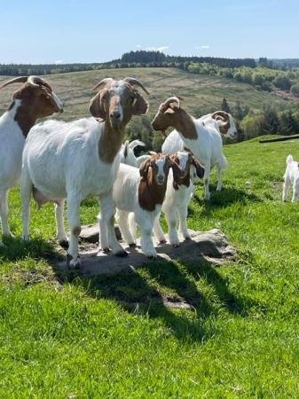 Image 1 of Pure Boer Goats for sale