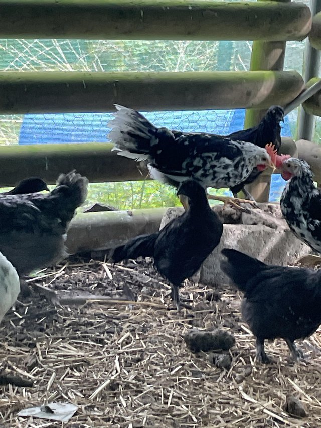 Preview of the first image of Wanted french copper black marans.