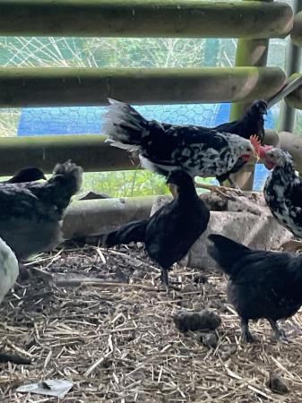 Image 1 of Wanted french copper black marans