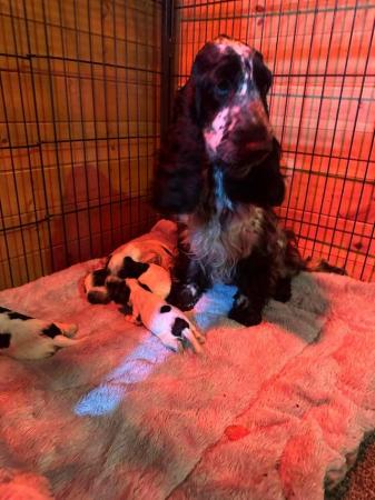Image 23 of BLUE ROAN PURE SHOW COCKER SPANIEL PUPPIES DNA TESTED