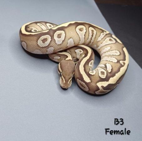 Image 2 of Female Pastave Ball Python - CB23
