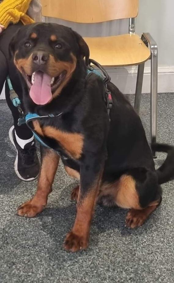 Preview of the first image of 11 months old male rottweiler puppy.