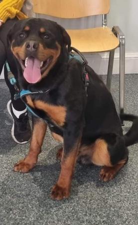 Image 1 of 11 months old male rottweiler puppy