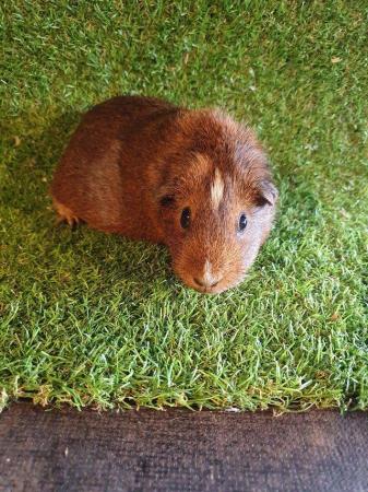 Image 32 of Guinea pigs males and females