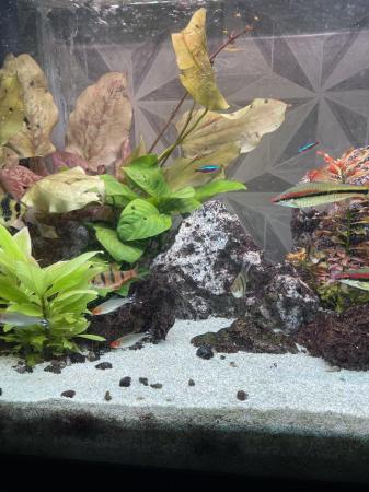 Image 4 of Full aquarium set up juwel tank