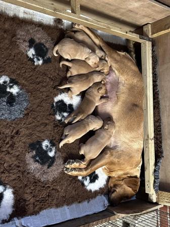 Image 13 of Gorgeous KC registered fox red Labrador puppies