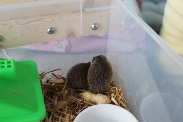 Image 4 of Pygmy Spinney Mice - Very Rare - Born 3rd April 2024
