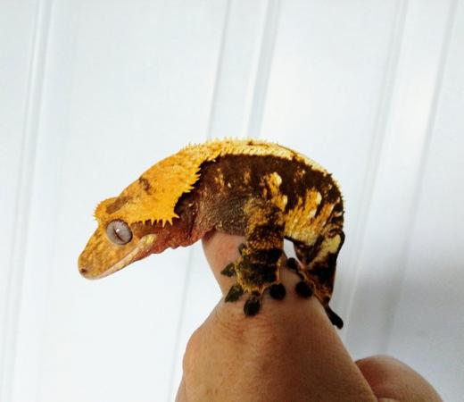 Image 9 of Big Chonky Male Crested Gecko