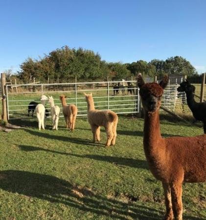 Image 2 of Alpaca Cirencester - to suit all budgets