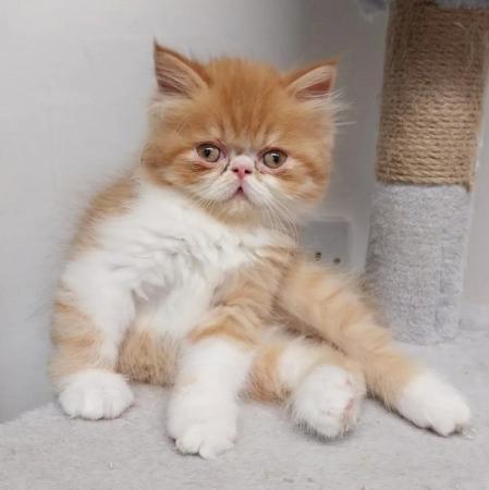 Image 7 of Pure breed Persian kittens for sale. Two gorgeous boys.