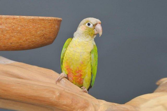 Image 4 of Baby pineapple Conure for sale,19