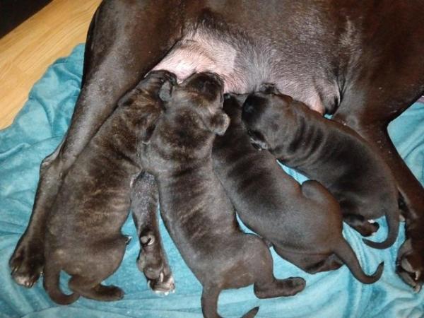Image 7 of Cane Corso Pups Champion Bloodline Available 7th June 2024