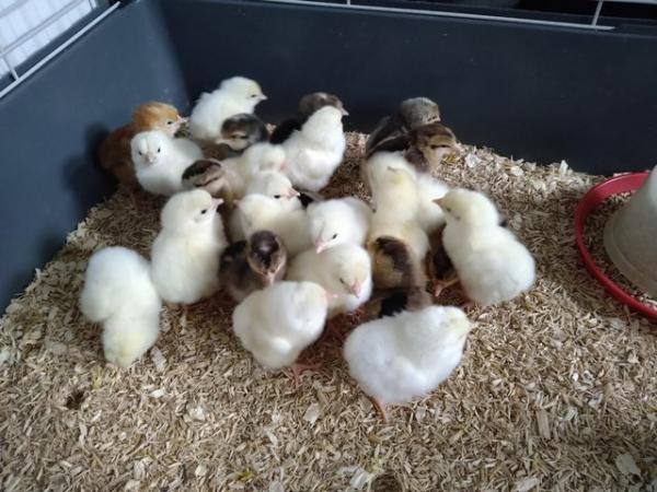 Image 2 of Day old unsexed chicks for sale