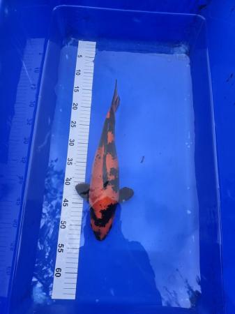 Image 9 of 9x Japanese koi for sale