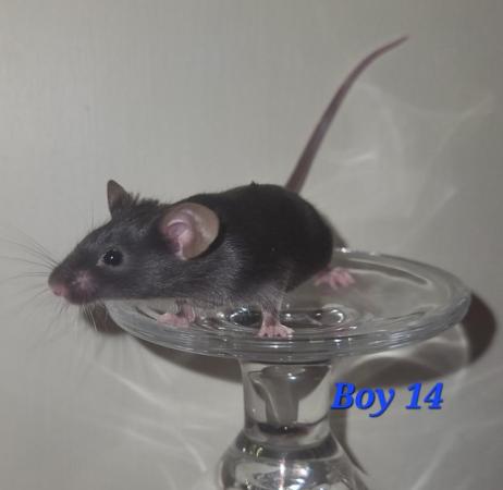 Image 22 of Baby mice - boys £2 great pets. 2 left