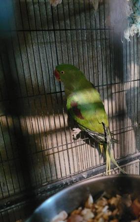 Image 5 of Beautiful Female Alexandrine For Sale (NOT TAMED)