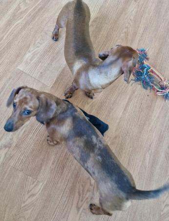 Image 18 of Adorable Miniature smooth Dachshund puppies ready now.