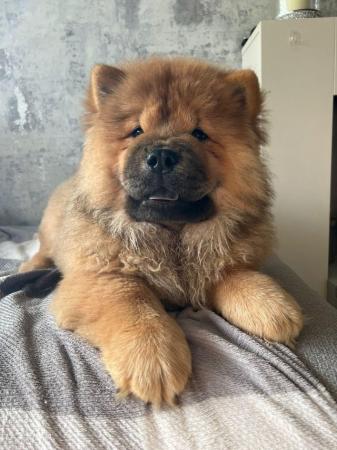 Image 7 of READY NOW BEAUTIFUL FULL KC CHOW CHOW PUPPIES!!