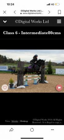 Image 1 of 14.2hh sports pony 12 years old gelding