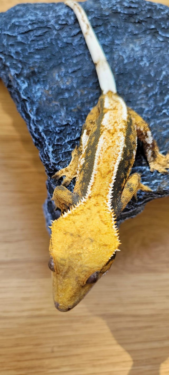 Preview of the first image of Beautiful Neon Orange Crested Gecko.