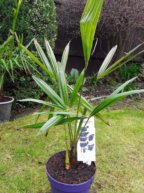 Preview of the first image of Palm Trees Trachycarpus Fortunei.