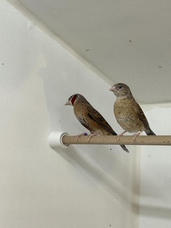 Image 1 of Pair of Cutthroat finches