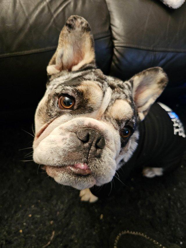 Preview of the first image of 2.5yo Merle English French Bulldog cross. no kids.
