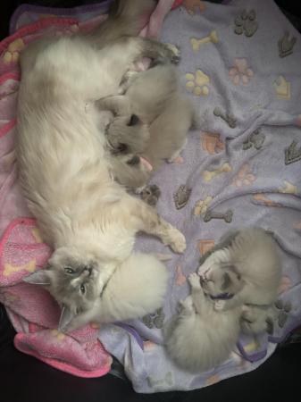Image 1 of Last little girl & boy available Ragdoll kittens
